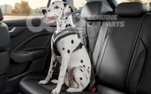 Ochranný pás pre psa